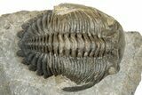 Detailed Hollardops Trilobite Fossil - Ofaten, Morocco #273422-1